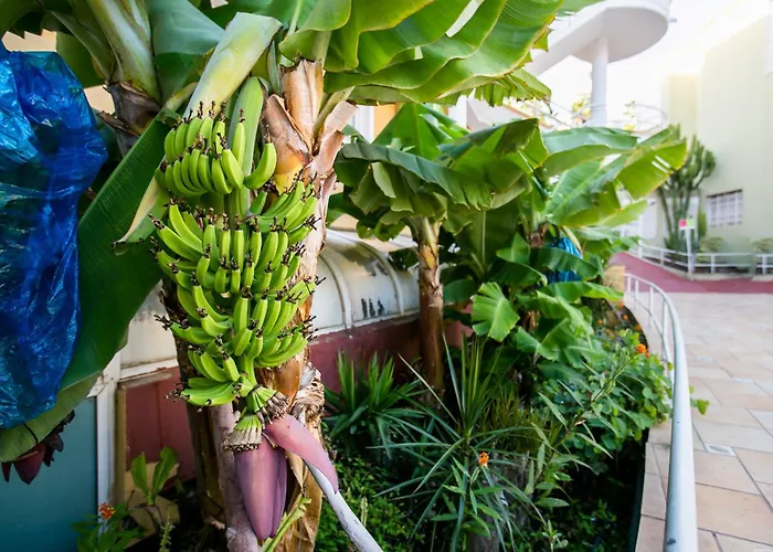 Orlando Costa Adeje (Tenerife)